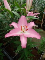 [5237 Marrero No01.JPG]